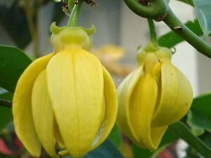 Hari champa, Artabotrys hexapetalus, Champa (Green) - Plant