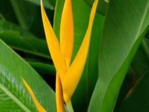 Golden Torch Heliconia, Heliconia Psittacorum Golden Tourch, Heliconia Lady Diana (Yellow) - Plant