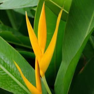 Heliconia Psittacorum Golden Tourch, Heliconia Lady Diana (Yellow) - Plant