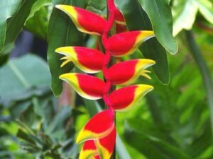 Heliconia Rostrata - Plant