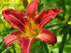 Hemerocallis, Day Lily (Any Color) - Plant