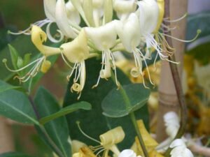 Honeysuckle, Lonicera Periclymenum (White) - Plant