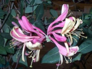 Pink Honeysuckle, Lonicera (Pink Lemonade) - Plant