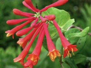 Red Honeysuckle, Lonicera Sempervirens (Red) - Plant