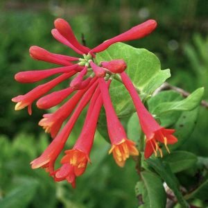 Honeysuckle, Lonicera Sempervirens (Red) - Plant