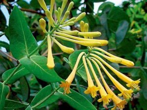 Yellow Honeysuckle, Sempervirens Sulphurea (Yellow) - Plant
