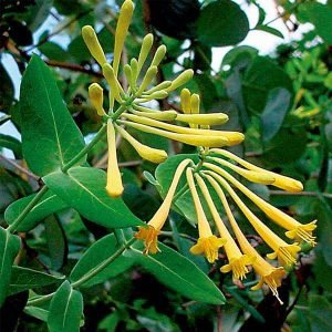 Honeysuckle, Sempervirens Sulphurea (Yellow) - Plant