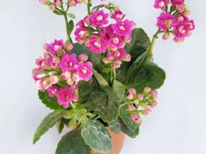 Pink Kalanchoe - Plant