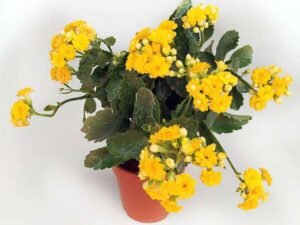 Yellow Kalanchoe - Plant