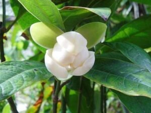 Kavati Chafa, Magnolia liliifera - Plant