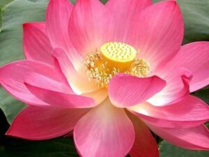 Lotus, Nelumbo Nucifera (Pink) - Plant