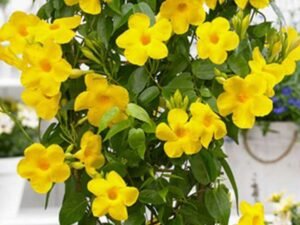 Yellow Mandevilla - Plant