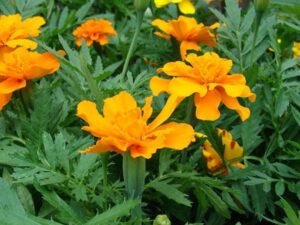Mexican Marigold - Plant