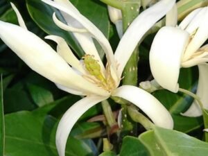 White Michelia Champa, Son Champa , Son Champa ( White ) - Plant