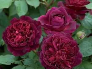 Maroon Miniature Rose, Button Rose (Maroon) - Plant