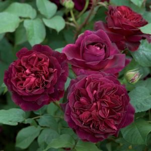 Miniature Rose, Button Rose (Maroon) - Plant