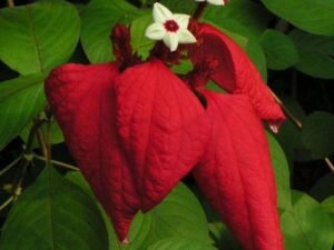 Mussaenda ( Red ) - Plant