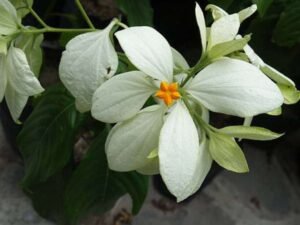 pink Mussaenda (White) - Plant