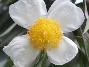 Nagkeshar, Mesua Ferrea - Plant