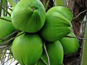 Nariyal, Coconut Tree (Green, Grown Through Seeds) - Plant