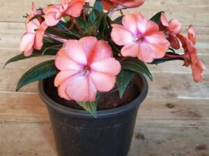 New Guinea Impatiens, Impatiens Hawkeri (Any Color) - Plant