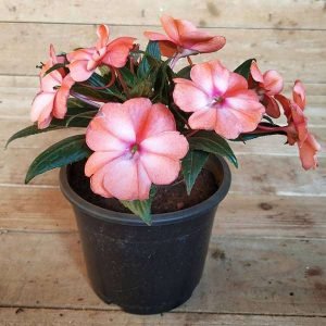 New Guinea Impatiens, Impatiens Hawkeri (Any Color) - Plant