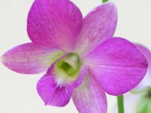 Orchid Plant, Dendrobium Orchid (Any variety, Lavender) - Plant