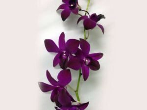 Wine Orchid Plant, Dendrobium Orchid (Any variety, Wine Color) - Plant