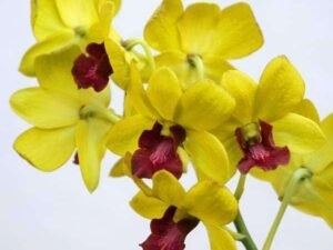 yellow Orchid Plant, Dendrobium Orchid (Any variety, Yellow) - Plant