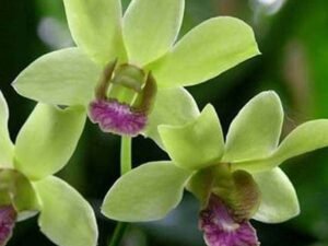 Burana Jade Orchid Plant,(Burana Jade) - Plant