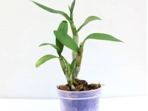 Orchid Plant, Dendrobium Orchid (Mature Blooming size, Any color) - Plant
