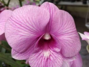 Star pink Orchid Plant, Dendrobium Orchid (Star Pink Stripe) - Plant