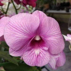 Orchid Plant, Dendrobium Orchid (Star Pink Stripe) - Plant