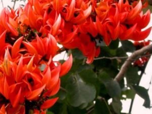 Palash, Butea - Plant