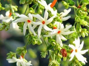 Parijat Tree, Parijatak, Night Flowering Jasmine - Plant