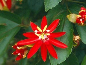 Passiflora Sherry (Red) - Plant