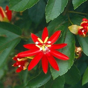 Passiflora Sherry (Red) - Plant