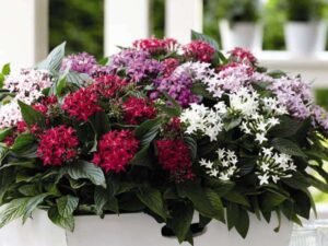 Pentas (Any Color) - Plant