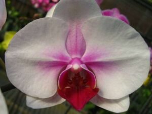 Phalaenopsis Orchid (Any variety, White) - Plant