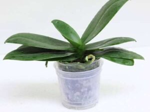 Phalaenopsis Orchid (Mature Blooming size, Any color) - Plant