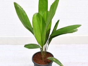 Pichodia grandis, Ruffled fan palm, Palas payung, Licuala grandis - Plant