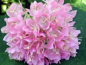 Pink ball tree, Dombeya wallichii, Tassel Dombeya (Pink) - Plant