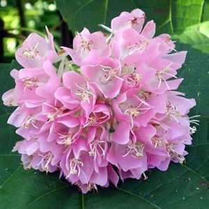 Pink ball tree, Dombeya wallichii, Tassel Dombeya (Pink) - Plant