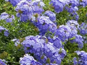 Blue Plumbago - Plant