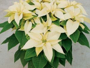 Yellow Poinsettia - Plant