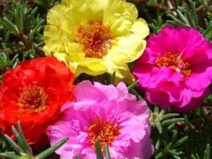 Portulaca, 9 O Clock (Any Color) - Plant