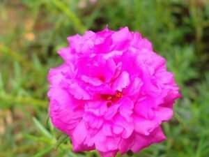 Pink Portulaca, 9 O Clock (Pink) - Plant