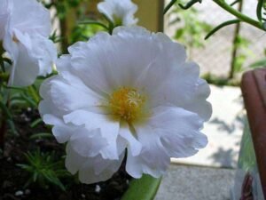 Portulaca 9 O Clock plant, (White) - Plant