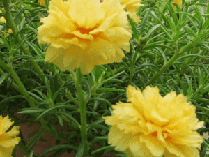 Yellow Portulaca, 9 O Clock (Yellow) - Plant