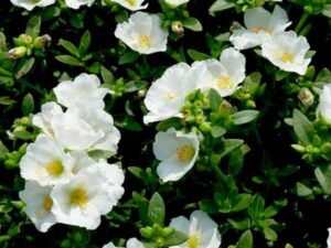 White Portulaca, 10 O Clock (White) - Plant